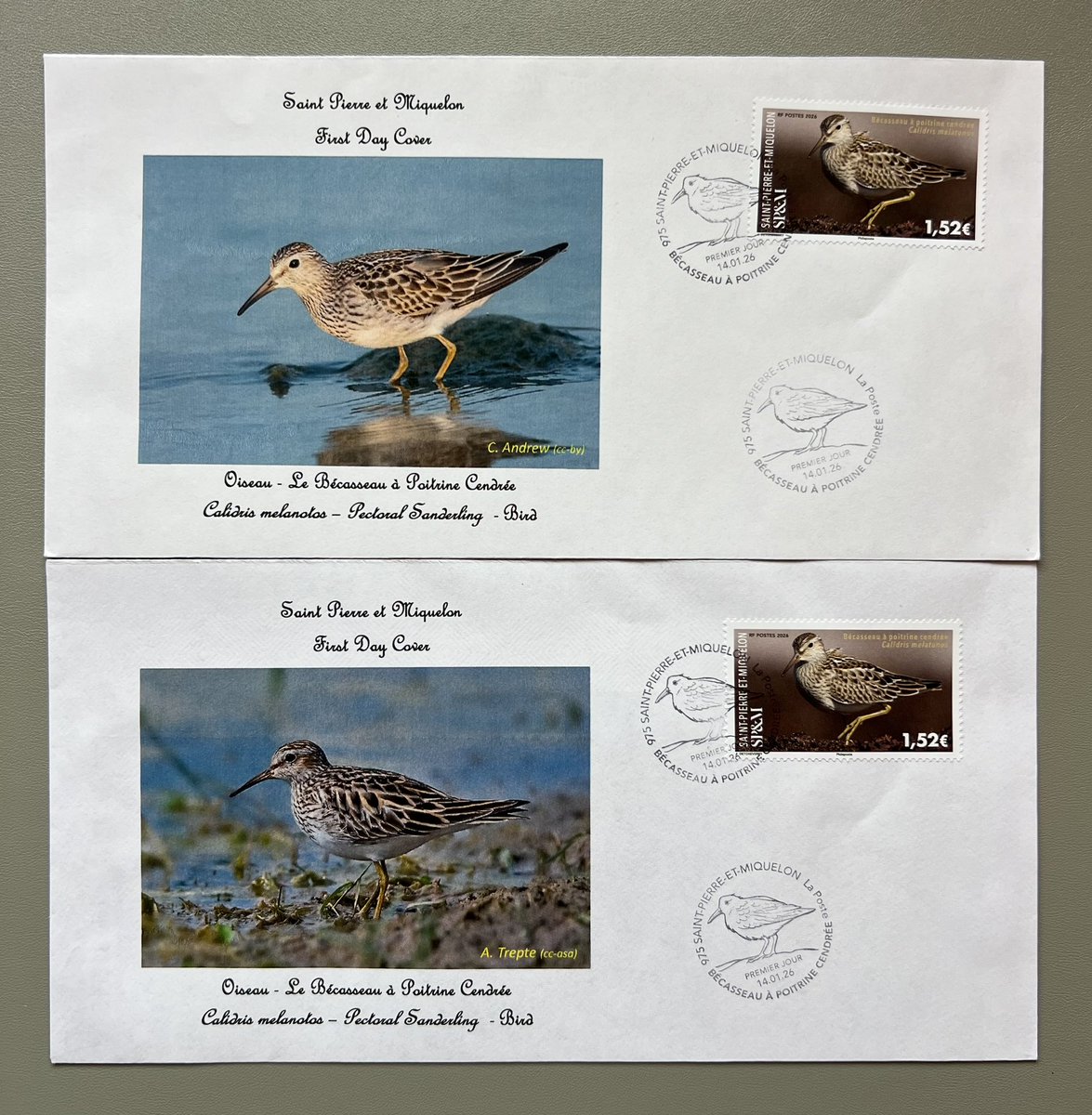 FdcBird's tweet photo. Another new set of Vatican 🇻🇦 covers arrived today. This set of 8 stamps from 1989 are spread over 4 covers &amp; are produced by Capitolium. Also 3 new covers from Saint Pierre and Miquelon (2 shown). These are from January and feature the Pectoral Sandpiper https://t.co/a6Jbi1EdBb