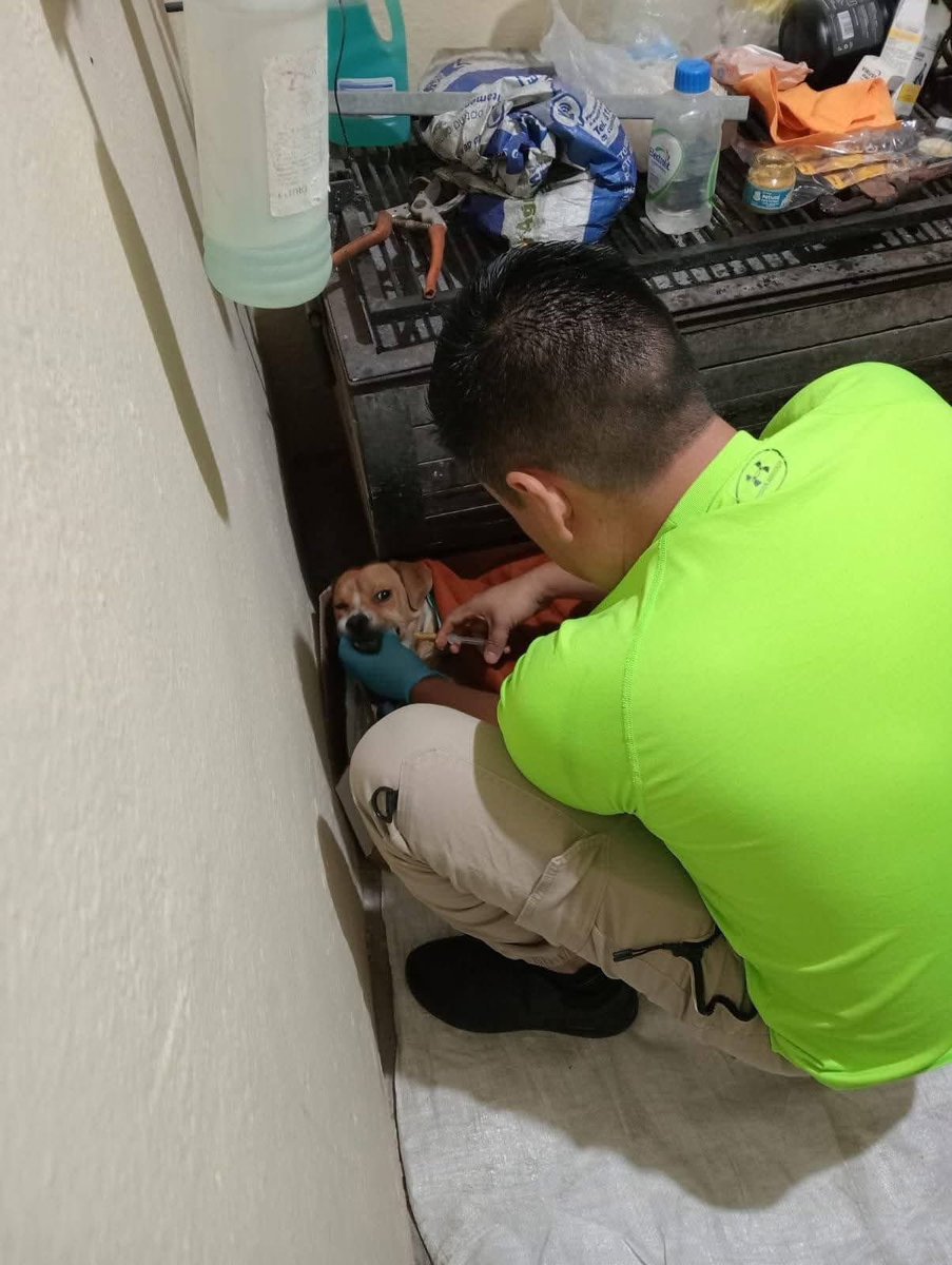 🚨 NOTICIA: DOCTORA DEL IMSS SACRIFICA A PERRITO TRAS INVASIÓN DE PROPIEDAD 🚨

​Zacatecas 

 Indignación total por un acto de crueldad extrema. Una residente de la Clínica 7 del IMSS entró sin permiso a un domicilio para llevarse a un perrito rescatado y SACRIFICARLO sin