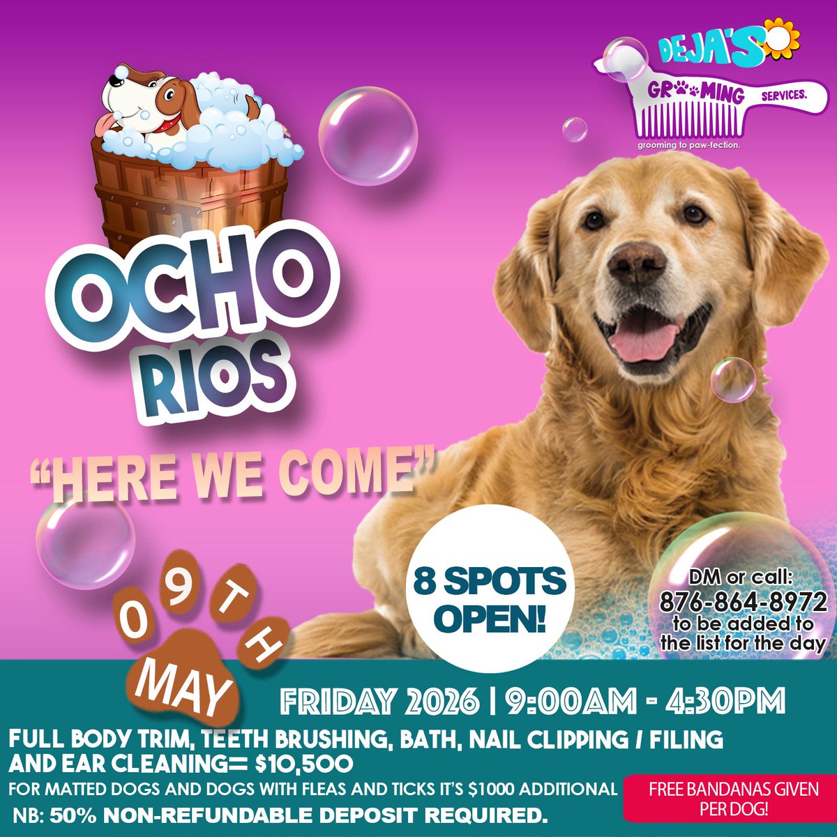 🚨 OCHO RIOS ALERT 🚨
One day only grooming experience!
Full package for $10,500 🛁✂️
🎀 FREE bandana included for every pup
Only 8 spots available — DM or call to book now!