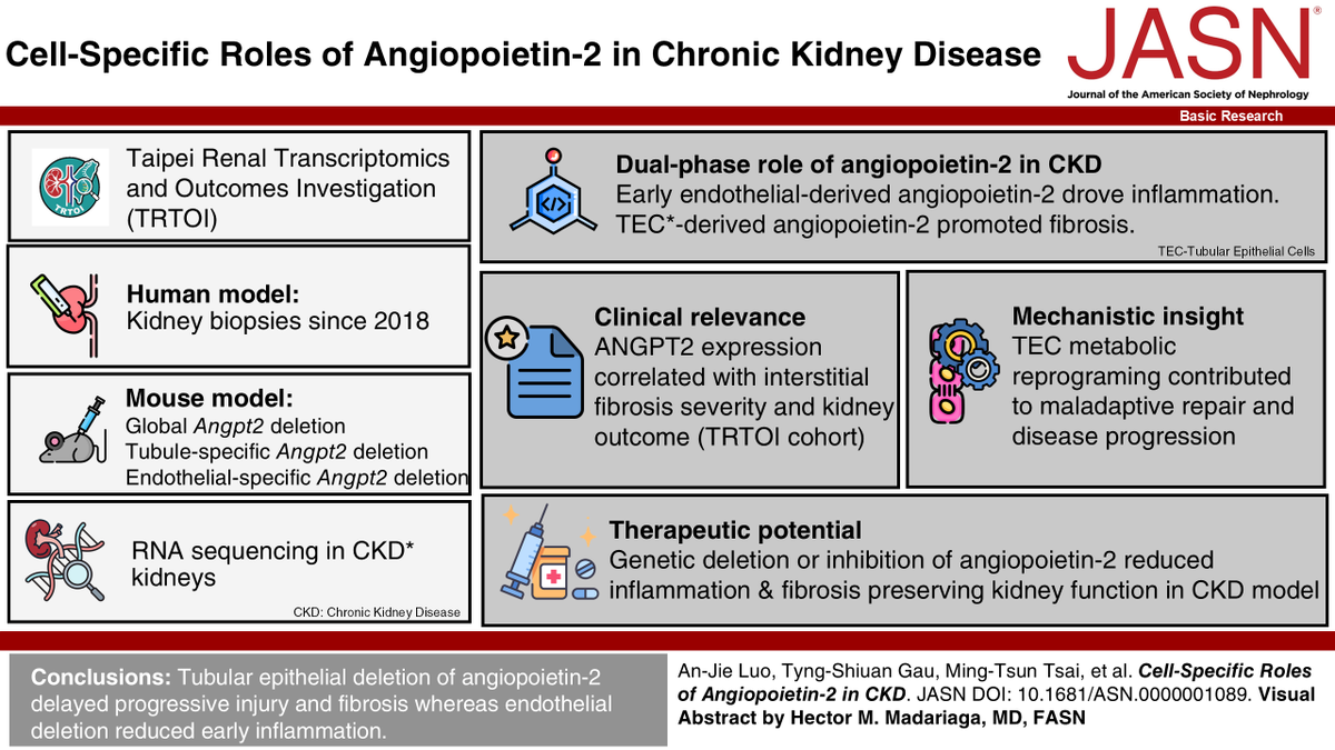 asnpublications's tweet photo. #BasicResearch in #ASNJASN asks: How does cell-specific ANGPT2 expression contribute to the progression of #CKD, and does its deletion offer a viable therapeutic pathway for reducing inflammation and fibrosis? https://t.co/IiFGp49BUT https://t.co/VkaCBZ8bsB