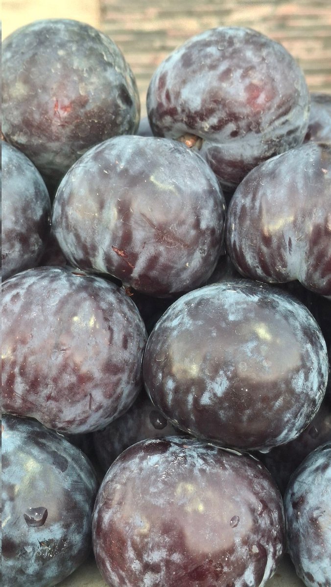 UpadhyayTolaram's tweet image. #bikaner #bharat #fruit 

Plums started arriving in the market