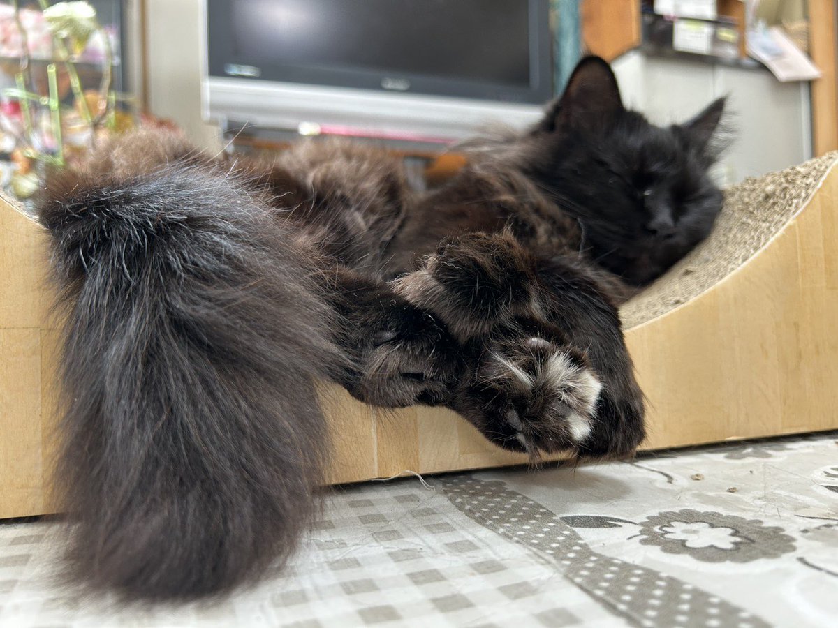 【迷子猫を探しています‼️】

三重県伊賀市勝地
（青山高原第二駐車場）付近にて

5月5日から行方不明になりました💦

目撃した方はリプライやDMをいただけますと幸いです🙇‍♂️

名前：九月（クック）
性別：メス（未避妊）
年齢：推定1歳
特徴：黒〜焦茶猫
　　　首周りはややグレー
　　　片足に白い毛