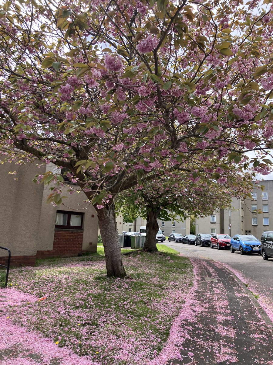 tpea101's tweet image. Today’s #treeclub out on my rounds with pink petal confetti 🫶🏻