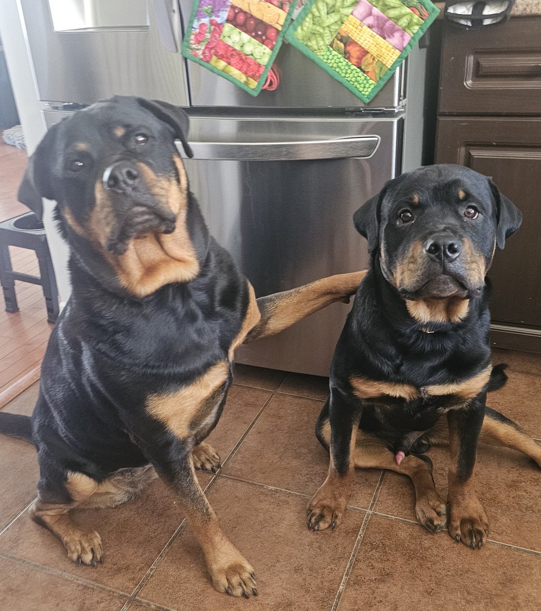 Team Servicerottie🇨🇦🐕‍🦺🦽 tweet media