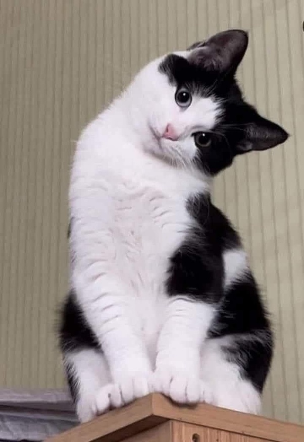 Wulfie Viking Cat tweet media