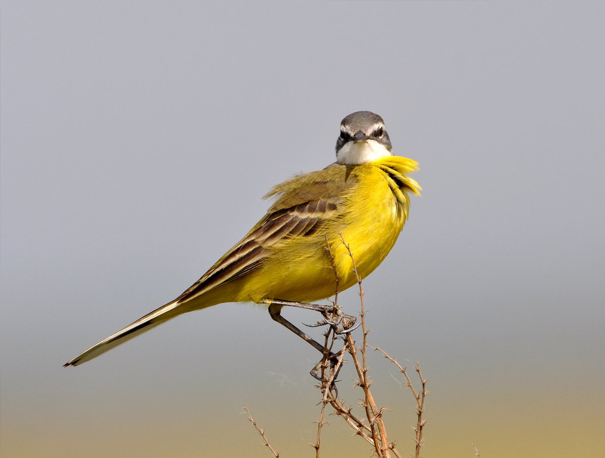 PDecimavilla's tweet photo. Lavandera Boyera (Motacilla flava). https://t.co/YbajyuY43m