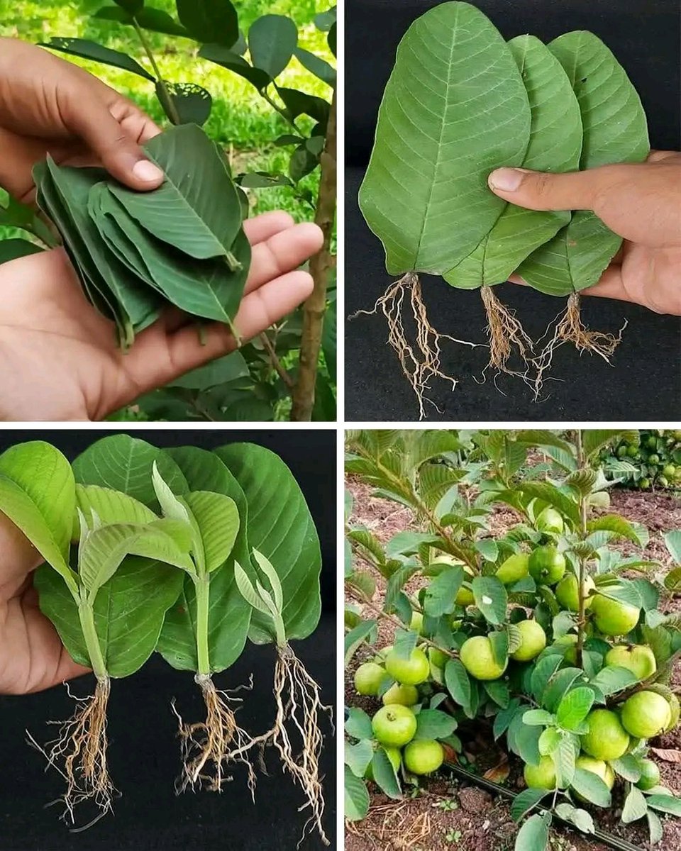 zephanie / agri tips🌾 tweet media