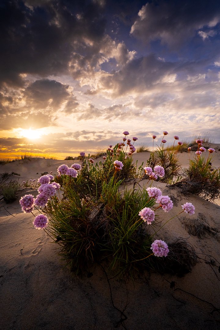 fromerofoto's tweet photo. D O Ñ A N A // “La última primavera” 

Magnífica primavera la vivida por la tierras de Doñana.

#alphaspringes #spring @BenQ_Spain @SonyEspana @SonyAlpha https://t.co/9LeIPjvTzz