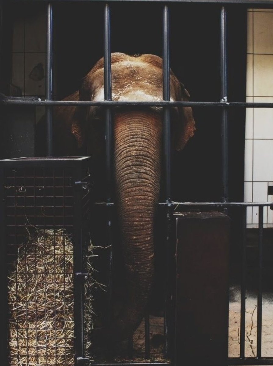 Shane Janisch 🇺🇦🐬🐳🐘 tweet media