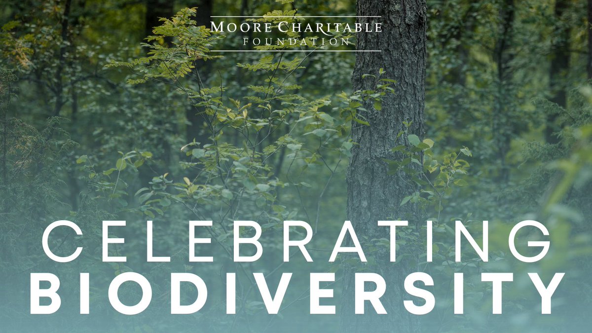 MooreCharitable's tweet image. This May, we're celebrating #biodiversity — the web of life that sustains our planet. From migratory birds to humpback whales to forests, MCF supports the partners protecting it all. Follow along as we spotlight species and people at the heart of our #conservation work. 🌍🐋🐢