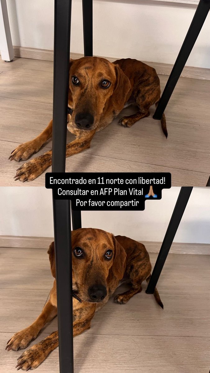 Lo tenemos resguardado, si lo conocen o saben de alguien que lo busque porfa 🙏🏻 RT #viñadelmar