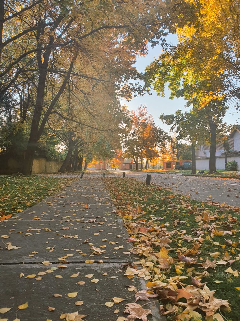WhiskeyconCoca's tweet photo. Amado otoño https://t.co/rqs7op6nl0