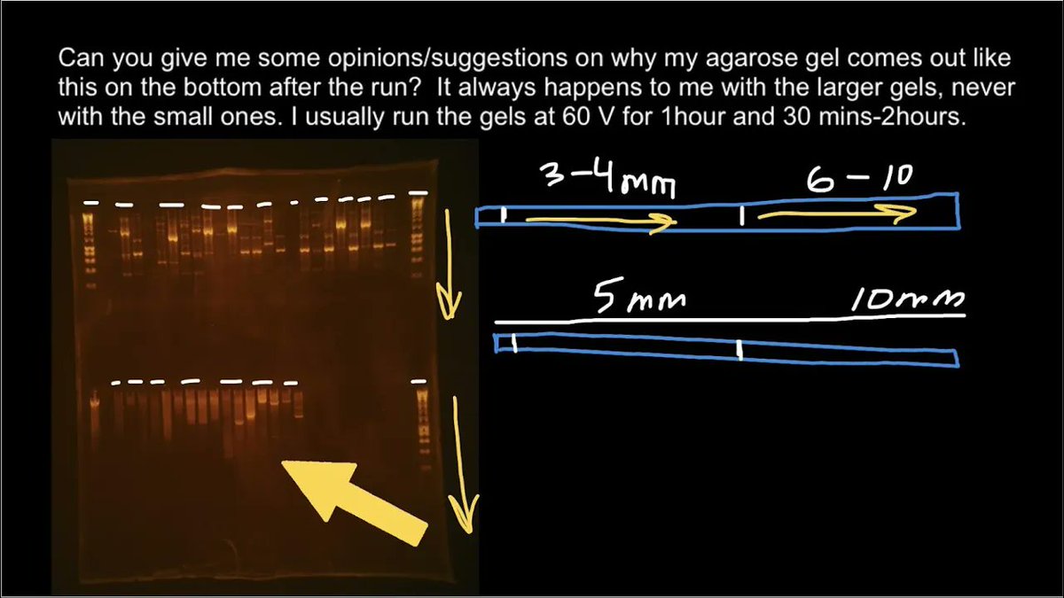 geneticslesson's tweet photo. Gel Electrophoresis gone Wrong https://t.co/Bd90ksKG7S https://t.co/olaYhfjOhF