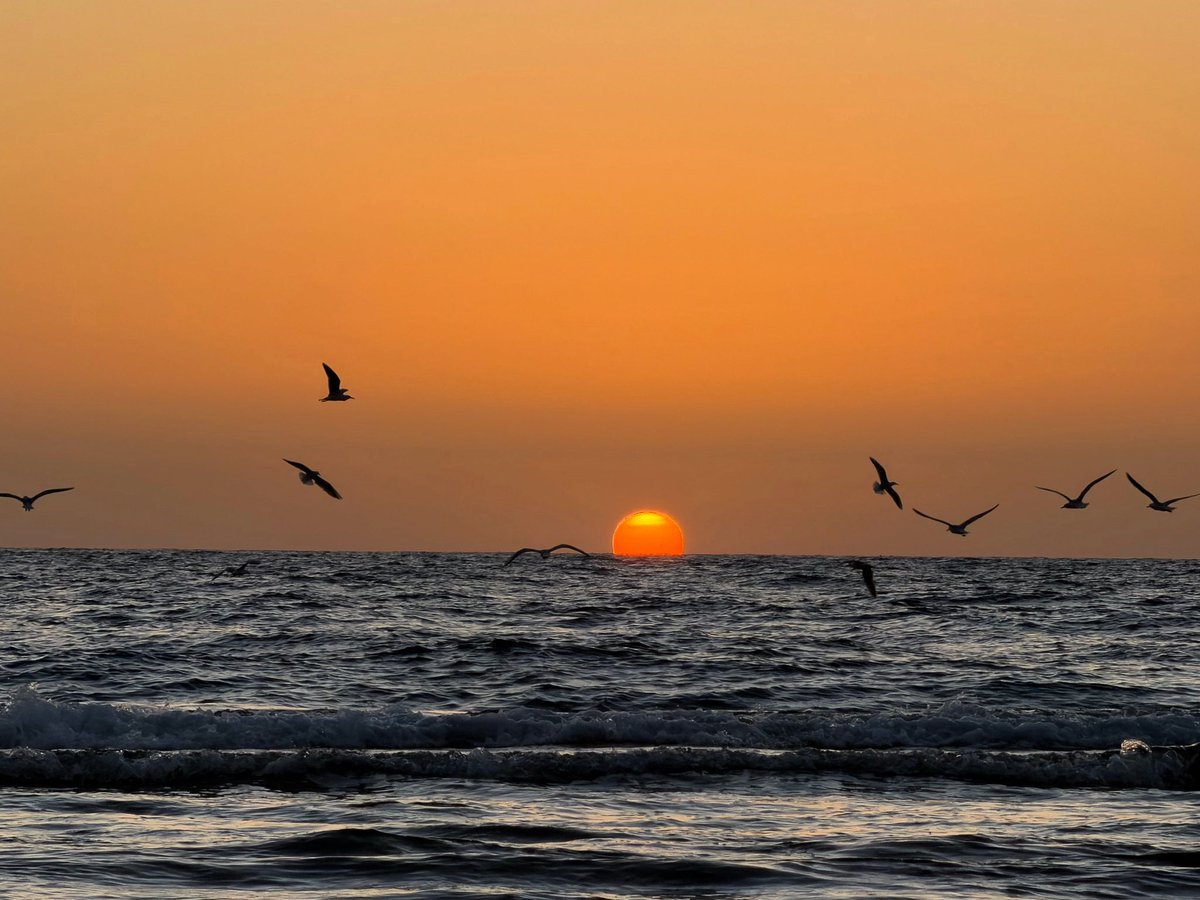 Shades Of Nature tweet media