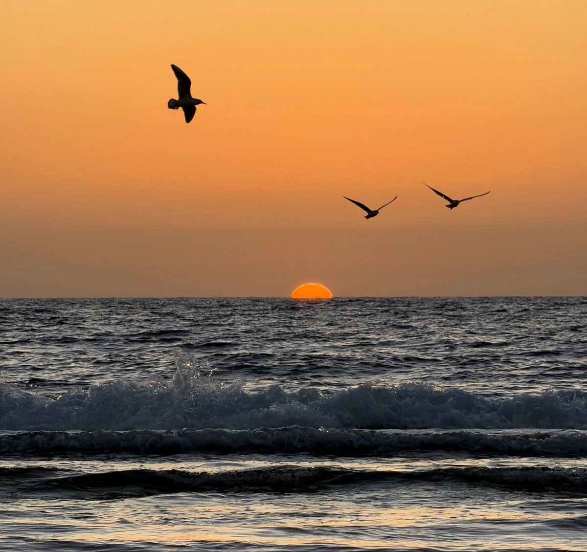 Shades Of Nature tweet media