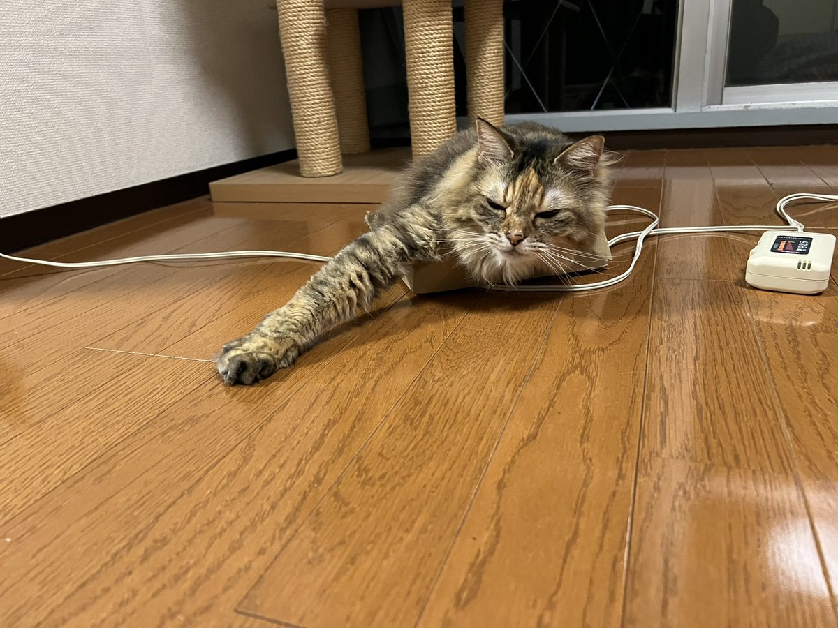 colorfully's tweet photo. 断捨離はうまくいかなかったけれど可愛い猫がいた。手が短いね。 https://t.co/zniJHvjisa