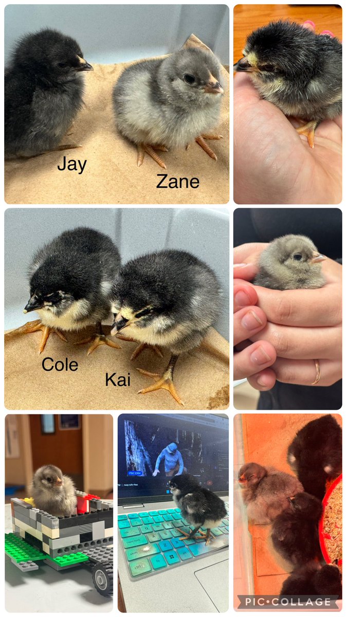 STEMagillPSMS's tweet photo. The @palmspringsms STEMrays were eggcited to dive back into embryology again this year! Thank you @palmbeach4h for the opportunity and support!! From tiny beginnings to big discoveries, our scholars loved exploring life after the egg ๐ฃ๐ก #STEMrays #ScienceInAction https://t.co/h4MeROah98