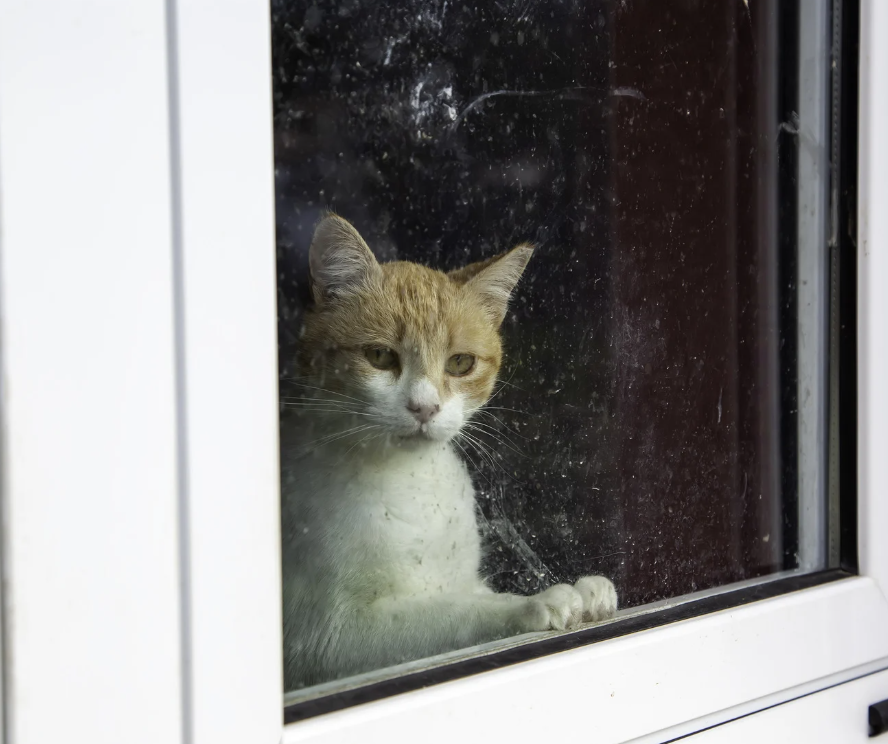 catclinicch's tweet photo. Fresh air is great, but open windows can be risky.

Make sure screens are secure so your cat can safely enjoy those spring breezes.

#CatSafety #SpringTips https://t.co/ra2nf9ceW2