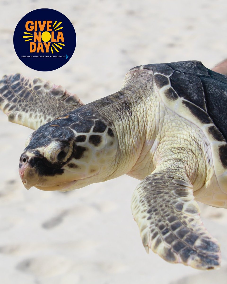 AudubonNature's tweet photo. From local sea turtle rescues to saving species worldwide, your support makes it all possible. Make your gift this #GiveNOLADay and be part of conservation in action today: https://t.co/HmYr3TdI3T https://t.co/v7jQqjfOZn