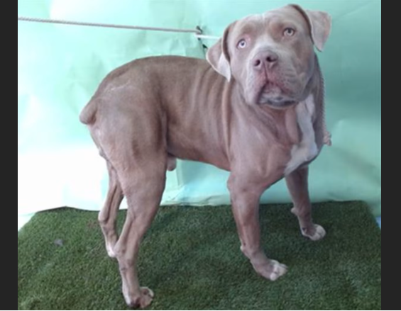 HollywoodDogs's tweet image. Jasper, a 1-year-old Pit Bull mix at a full shelter in #Gardena, #CA, is in IMMEDIATE need of adoption, a foster home, or rescue adoptapet.com/pet/47360613-g… #URGENT #PitBull #AdoptableDogofDay 🐶