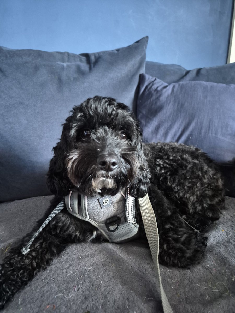Dexter Cockapoo tweet media