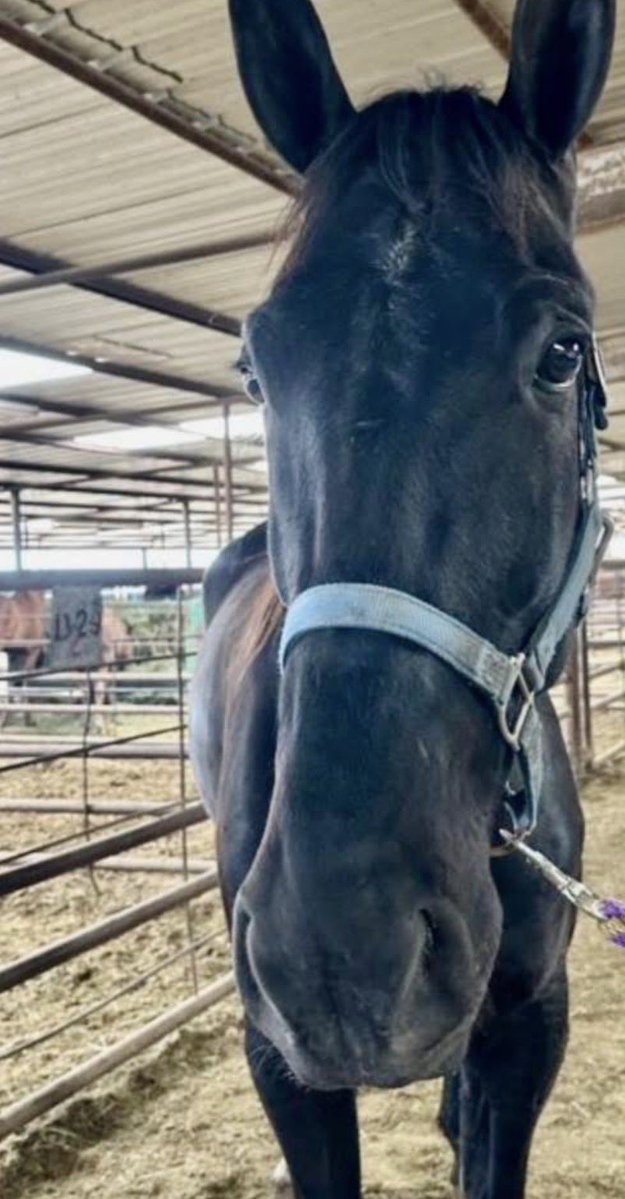 SRF_SOSS's tweet image. 🚨Frankie’s Time Is Running Out in a Texas Ship to Slaugh-ter Pen😭
Please help save Frankie before his story ends in unimaginable cruelty. Please SHARE, DONATE 🙏DEADLINE THURSDAY🚨1️⃣2️⃣2️⃣2️⃣ paypal.com/donate?campaig…