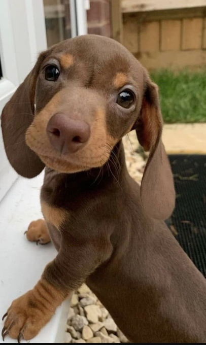 Best in Dogs tweet media