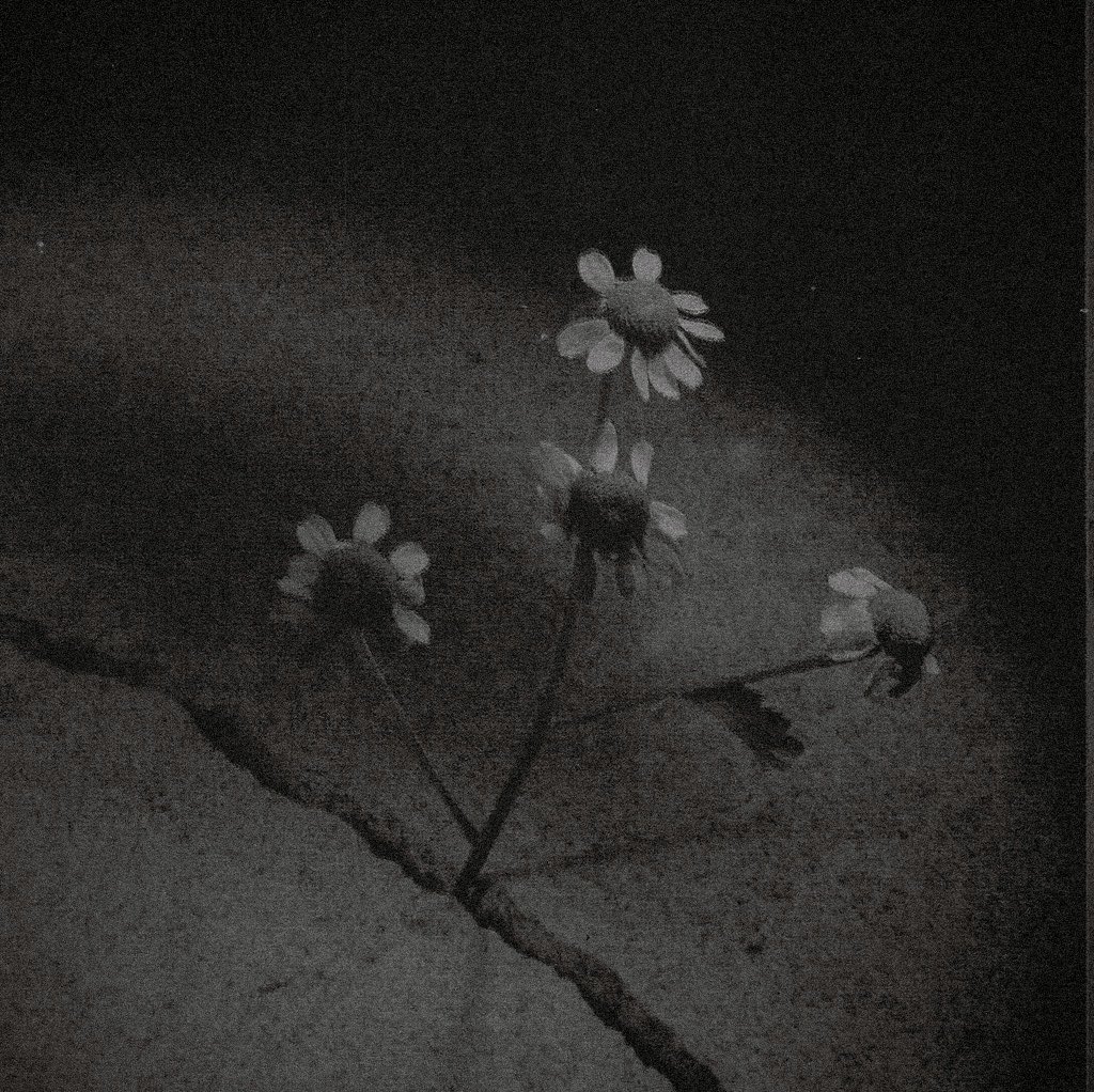 ❁ tweet media