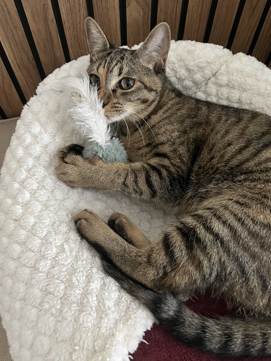 猫のシュピさん tweet media