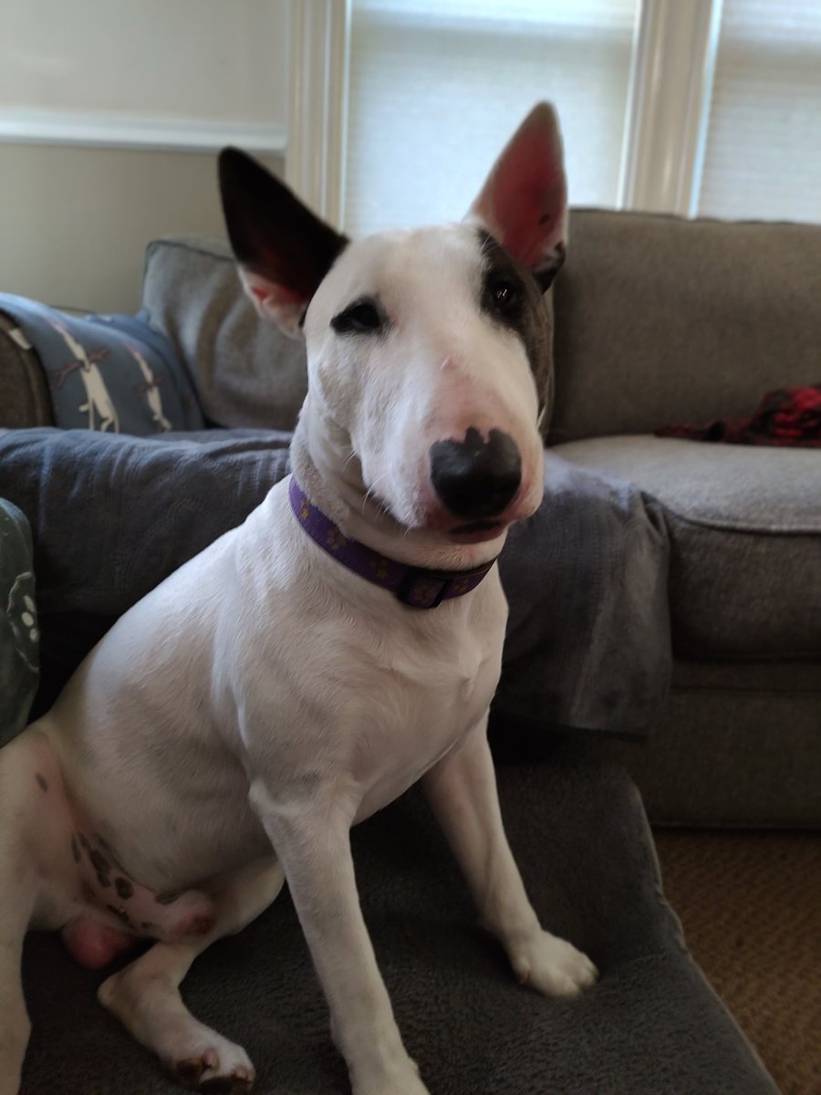 Spike The Rescue Pup & Rex The TV Terrier ®🌈🐾 tweet media