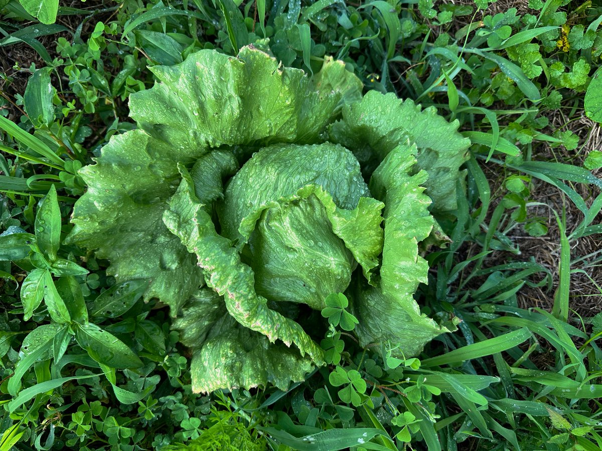 Setouchimyfarm's tweet photo. カンサク・コンサク

畑で農作業をしていると道行く人に
『あんた、どんな農薬使っとるん？綺麗なキャベツやねー』と聞かれる。

ブロッコリーやキャベツなどのアブラナ科野菜は、チョウ目害虫やアブラムシによる被害を受けやすく、化学合成農薬を用いない有機系栽培には難しいとされる作物である。

そこで、自然との調和でこれらの被害を軽減させる仕組みの一つに「資源分散効果」と呼ばれるものがある。

ここでの「資源」とは栽培作物をさし、そこに、白クローバーやレンゲ草、キジムシロ、ムラサキサキゴケなどの自然雑草などと組み合わせ、害虫を分散させながら作付けすることで、虫害が軽減する効果をさす。

混作や間作が、害虫に対する物理的な障害、視覚的なカモフラージュ、化学物質の撹乱、忌避作用として働くと考えられている。

さらにそこに「天敵温存効果」が加われば、さらなる効果があらわれる。

多様な植生下では害虫を捕食したり、害虫に寄生する土着昆虫類の密度が高くなり、害虫の増殖が抑制される。

チョウ目害虫やアブラムシの天敵であるゴミムシ類、クモ類、ナナホシテントウなどの捕食性昆虫類の頭数が著しく増加する。

その他、圃場内にはニホンアマガエルやヒラタアブの幼虫、寄生蜂など多くの捕食者や寄生者が確認されたことから、天敵となる土着昆虫類がこれらの植生管理によって生息しやすくなるのである。

混作、間作、自然雑草を利用した栽培方法は、かつては国内でも日常的に行なわれていた伝承農法の一つであり、病害虫による甚大な被害や気候変動による作況不良などを最小限に止めるための知恵でもあった。

畑を野菜だけにするから虫が来る。

自然の世界にキャベツだけの草原やナスビだけの林は存在しない。

#自然農法 #混植 #間植 #資源分散効果 #天敵温存効果