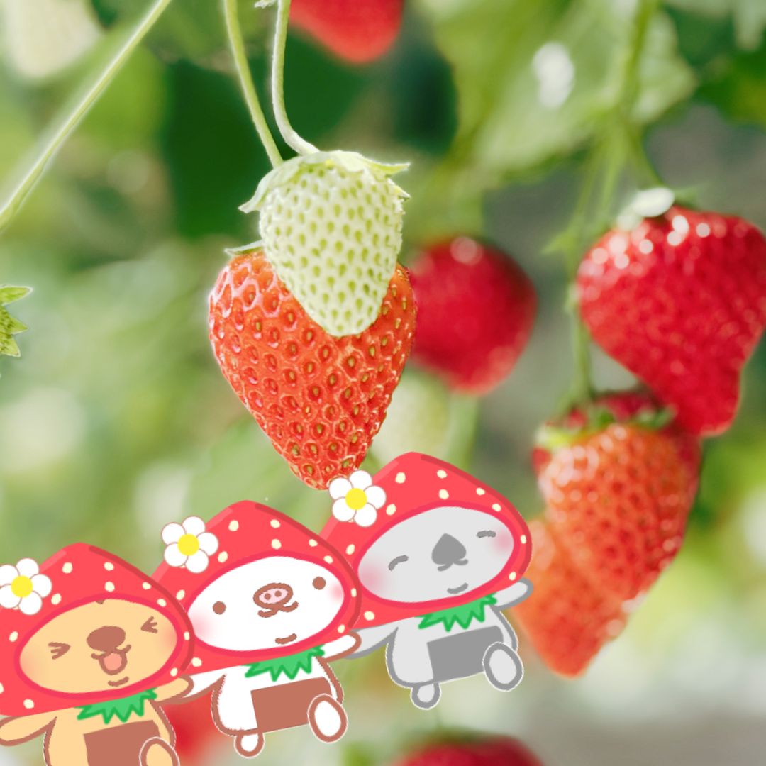 🍙にぎまるGW日記 🍀
いちご狩りにはじめて行ってきたよ🍓✨
あまくておいしくて…
ついつい食べすぎちゃった😋
練乳たっぷりも最高だったけど、
みんなはどっち派？🍓💕
①そのまま🍓
②練乳たっぷり🍼
ほかにもおすすめの食べ方があったら
教えてほしいな🥰
#イラスト #いちご狩り #いちご