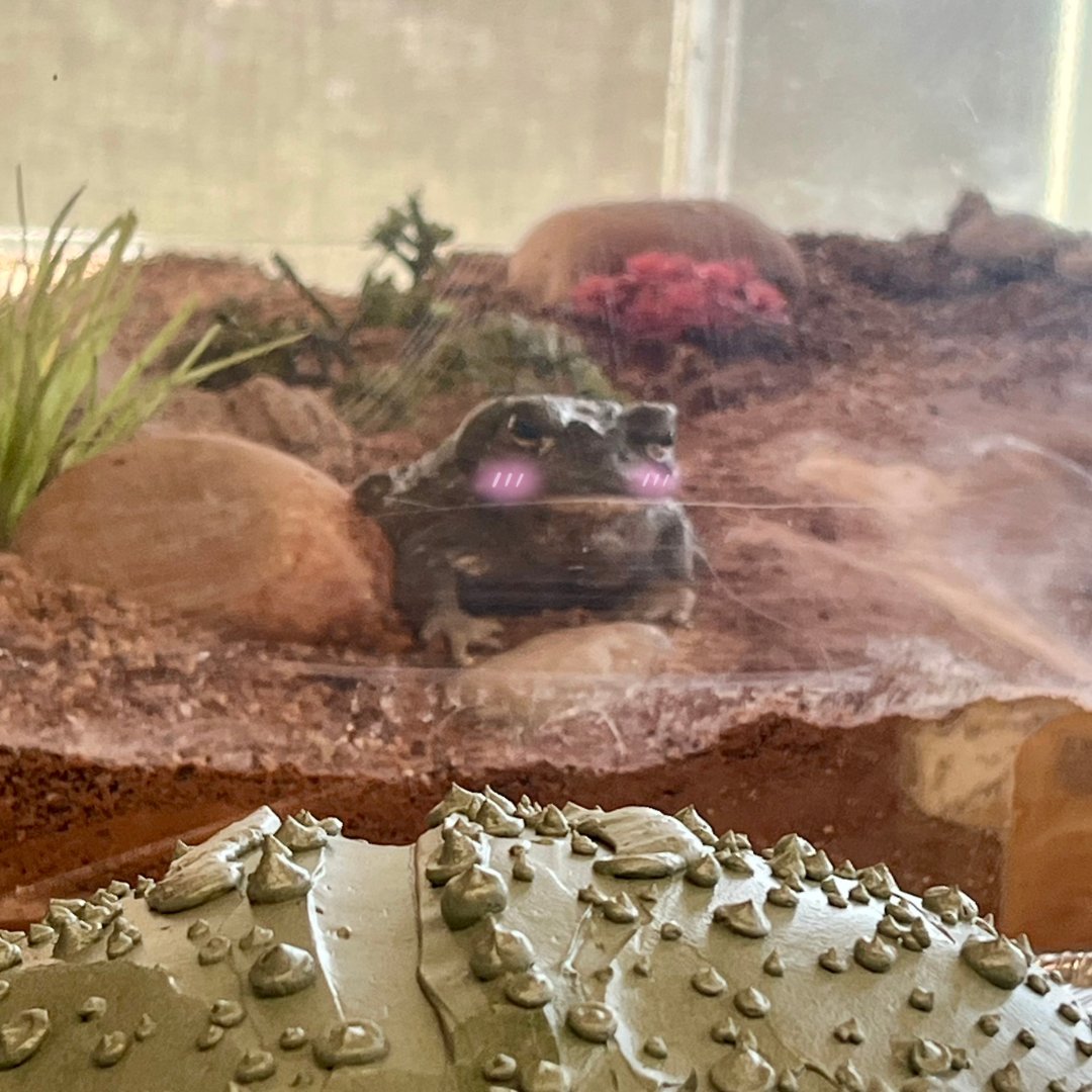 We threw a birthday party for Alfred the Sonoran Desert toad. She turned 19 years old today!