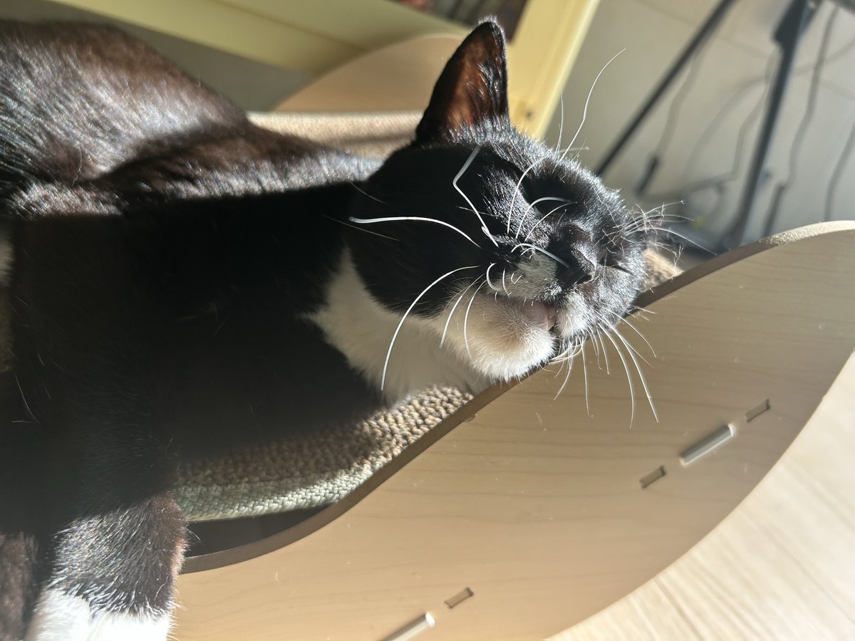 JGISCUTE's tweet photo. 햇빛에 바싹 말린 고양이 https://t.co/EwwLc5eQy1