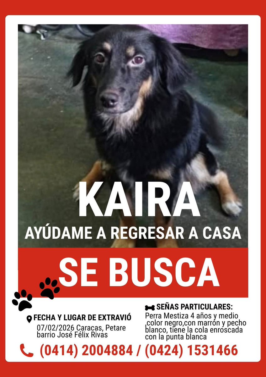 PerroUsuario Wof '•' tweet media