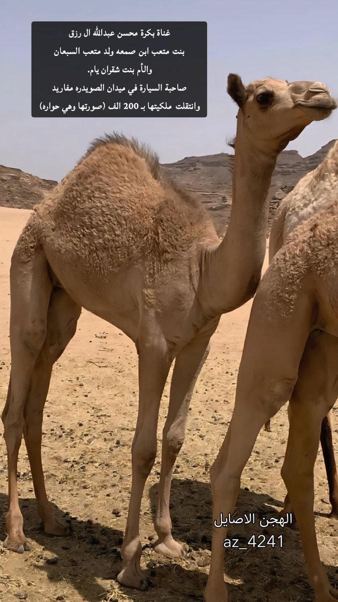 الهجن الاصايل 🐪 tweet media