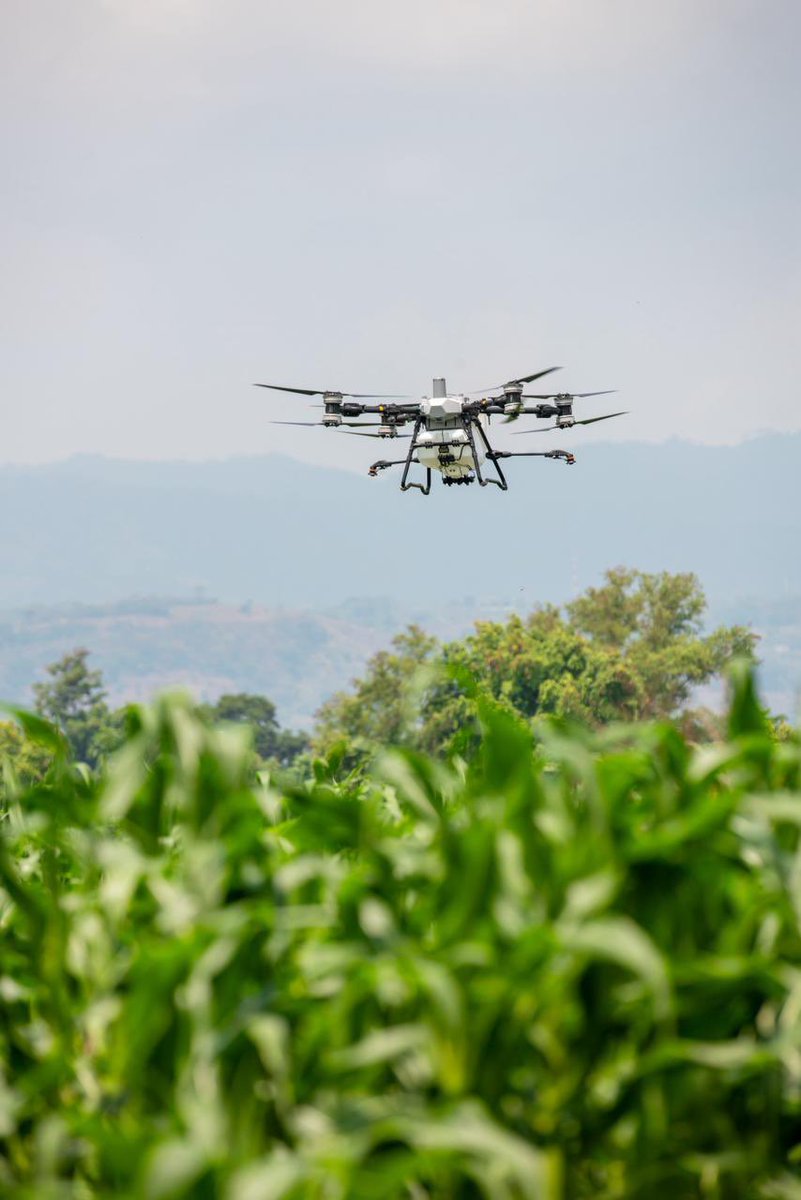oscardomsv's tweet photo. Gracias a una alianza estratégica con Agro Spray, la unidad de drones agrícolas más grande del país ya se encuentra al servicio de los agricultores de granos básicos y hortalizas que cumplan con los requisitos del terreno.

Con tarifas desde $13.50 por manzana en fumigación, estos drones no solo pueden fumigar, sino también realizar aplicaciones de fertilización de manera eficiente y precisa.

En menos de 8 minutos, una manzana puede ser fumigada o abonada, generando ahorros superiores al 50 % para nuestros productores. La tecnología está cada vez más cerca de nuestros campos.

Nuestra apuesta es clara: avanzar hacia una agricultura tecnificada, resiliente y rentable, que fortalezca la productividad y la sostenibilidad del sector.

Los productores interesados en adquirir el servicio de drones pueden contactar al 6032-5903.

Dentro está alianza, todo productor que tenga o adquiera su propio dron, será capacitado sin costo alguno.