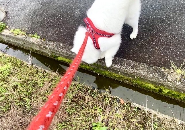 ハマ太郎の日常【サモエド】 tweet media