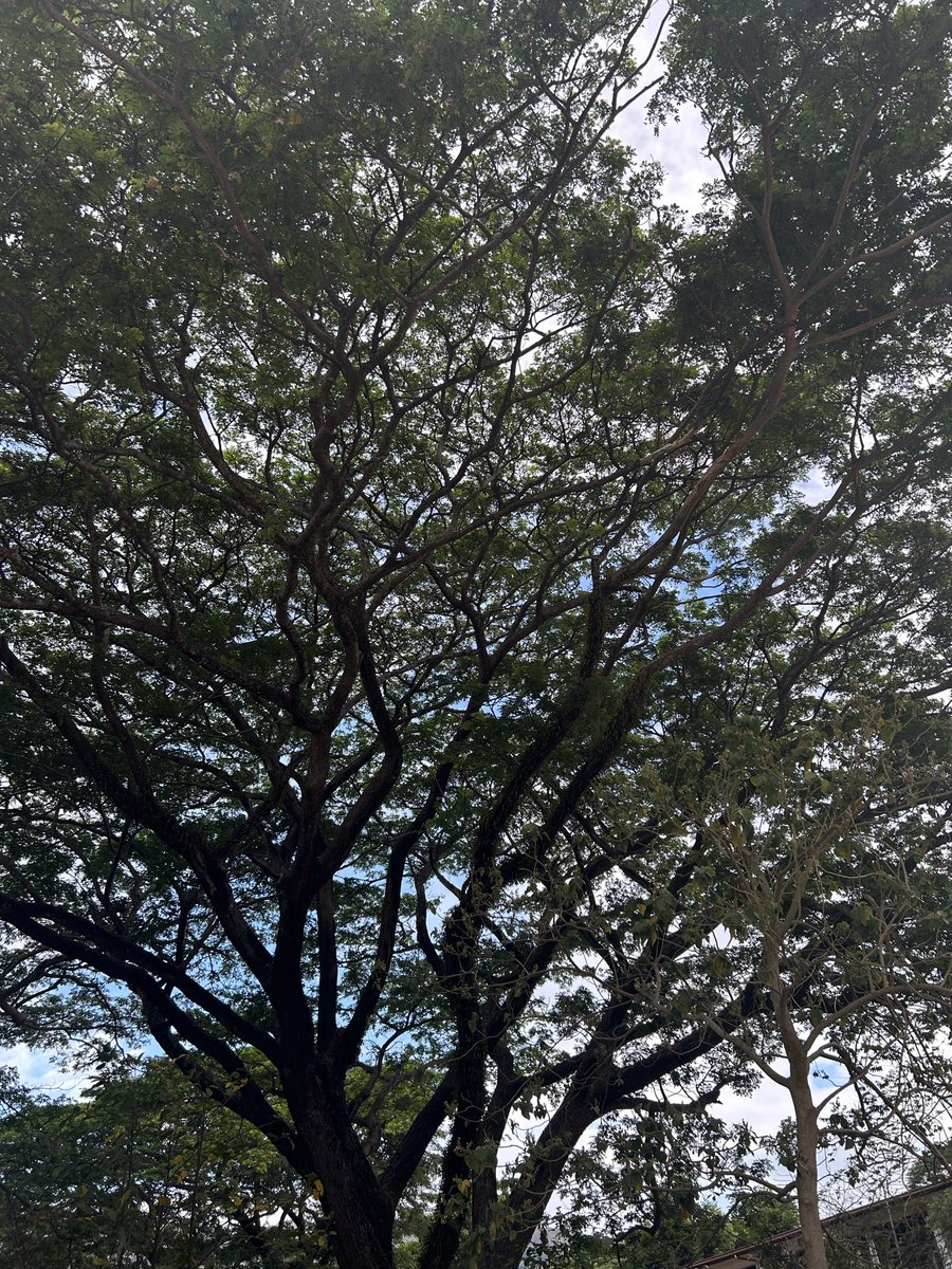 Crsnnbtst's tweet photo. ang ganda pala ng puno na lagi ko dinadaanan???! https://t.co/ezPLC2ZXGq