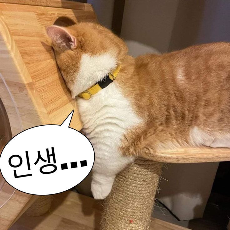 양이 tweet media