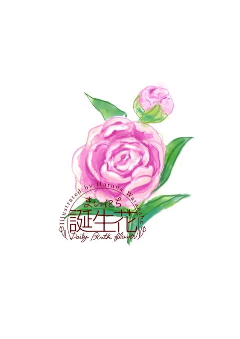 5月6日 芍薬 花言葉 思いやり #1日1絵 #まいにち誕生花
