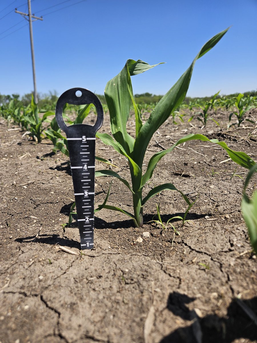 CowboyCubby's tweet photo. Pawnee County NE
 @PioneerSeeds has a long heritage as an industry leader, from 100 years of hybrid innovation.  Our corn is for those farmers who refuse to settle for anything less than a great yield and continue to redefine their expectations year after year. See The Leaders. https://t.co/PxA0iNy9q6