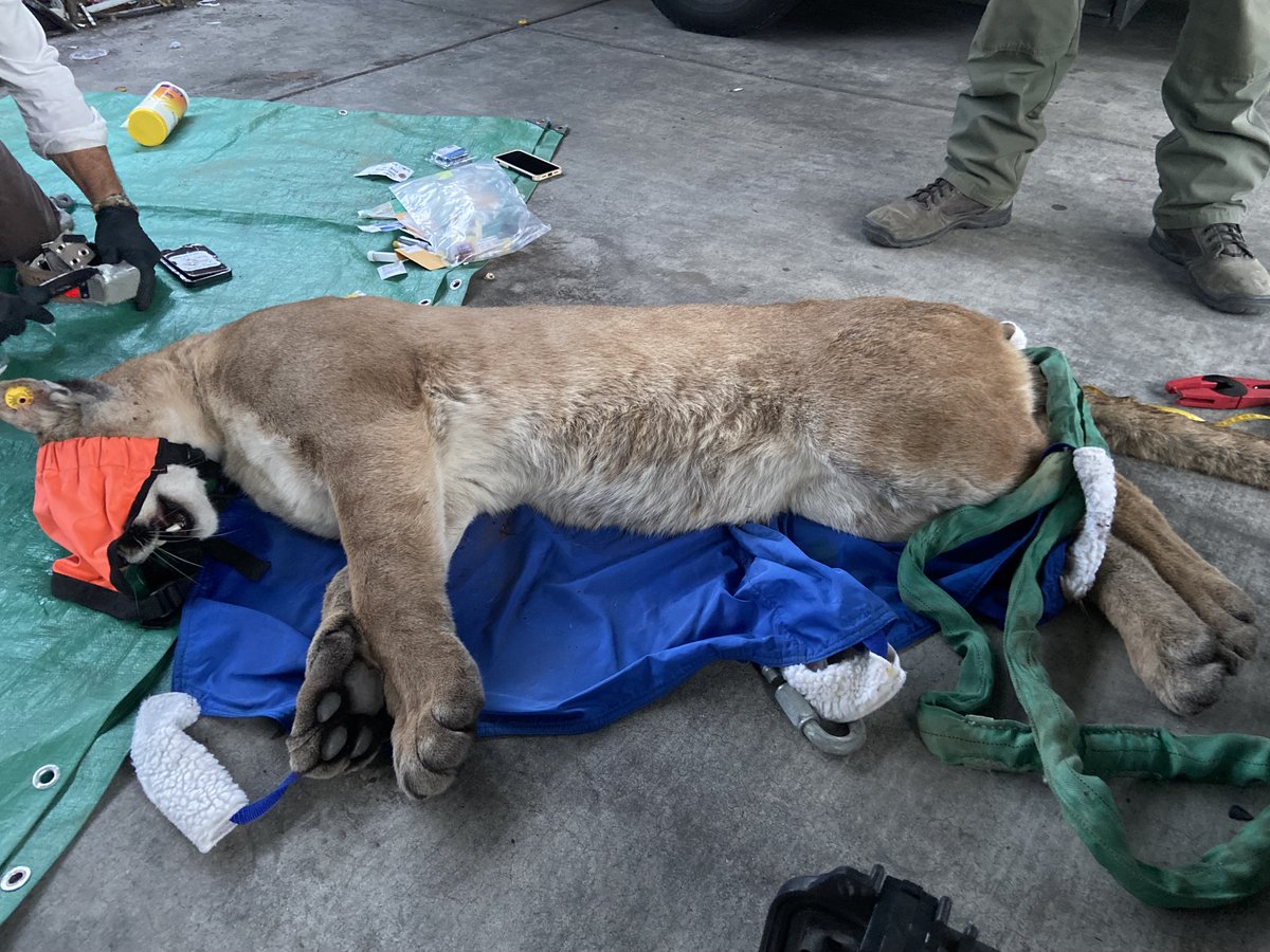 California Department of Fish and Wildlife tweet media