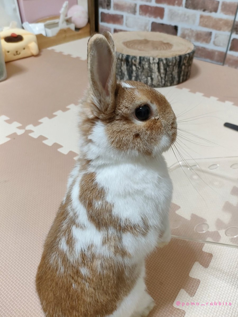 🐰何か聞こえますわね… どんな些細な音も聞き逃さないうさぎさんの鑑