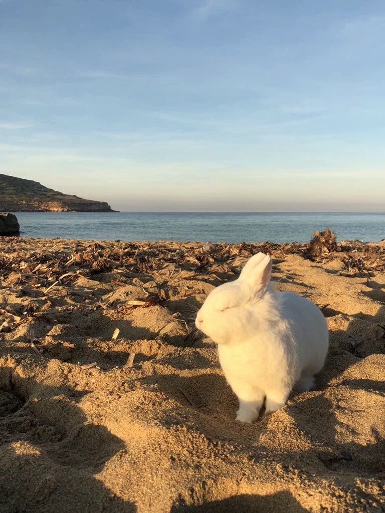 bunny tweet media