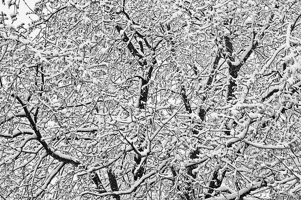 bophoto's tweet image. May snow storm making for a beautiful black and white abstract with tree branches dusted with fresh fallen snow. BoInsogna.com 

#coloRADO #blackandwhiteart #blackandwhite #fineart #fineartgallery 

In the Gallery here james-insogna.pixels.com/featured/black…