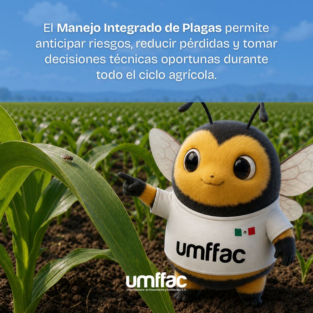 UMFFAAC's tweet photo. Para el productor y el responsable técnico, implementar MIP significa optimizar recursos, mejorar el rendimiento y proteger la calidad e inocuidad del cultivo desde el inicio del ciclo agrícola. 🌾

En la agricultura, las mejores decisiones se toman con planeación y conocimiento. https://t.co/17A7aCRKCD