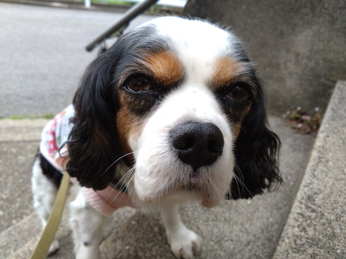 エル子🐶 tweet media