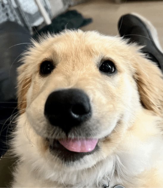 Puppy Leon Kennedy tweet media