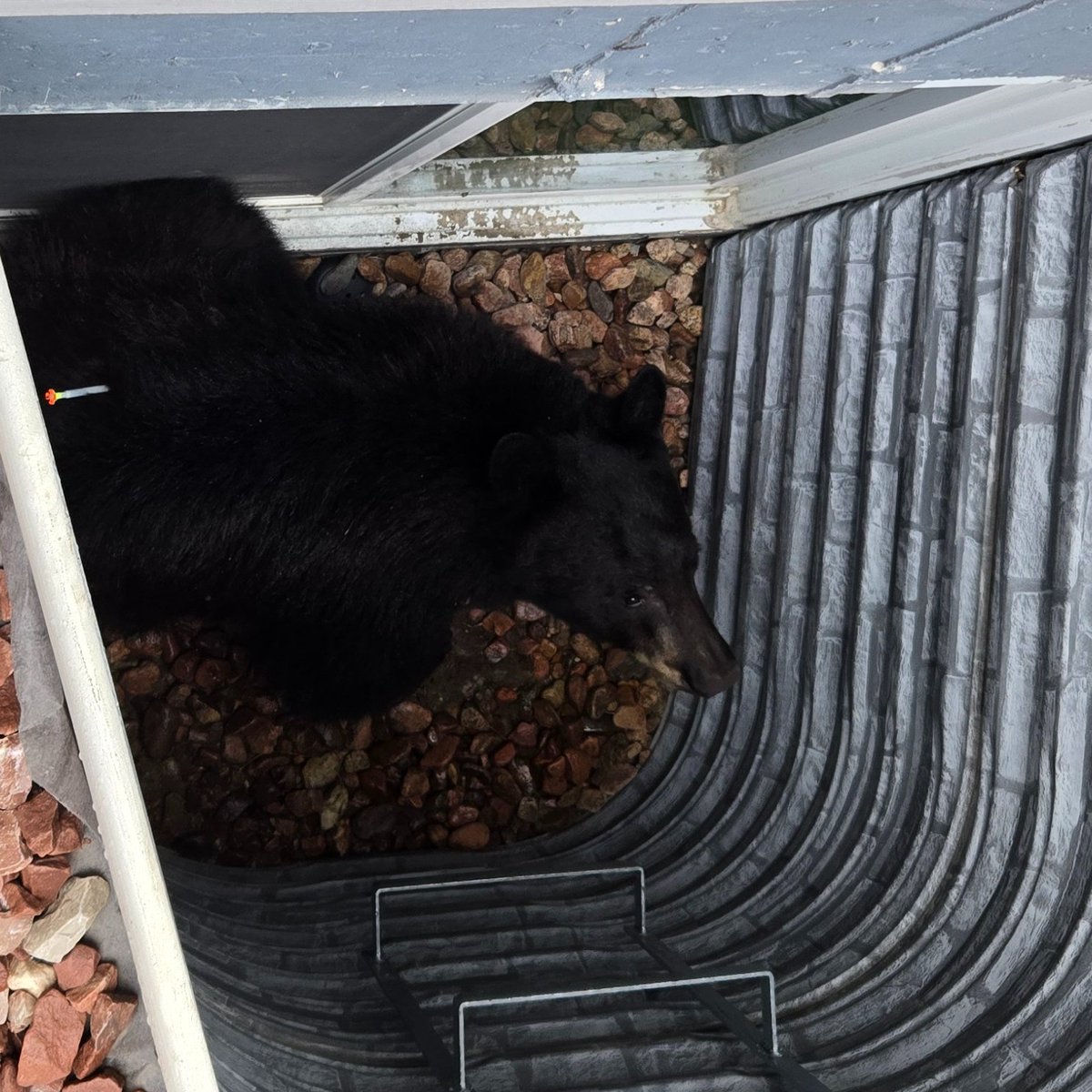 CPW_SE's tweet photo. Officers immobilized the ~250lb boar (male) and brought him through the window into the home and onto a fabric litter. The homeowner and another community member helped officers carry the bear upstairs and outside to our wildlife trailer. (More) https://t.co/7SocFtzaa9